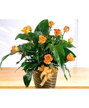 Large Peace Lily with Dozen Fresh Roses Basket Arrangement