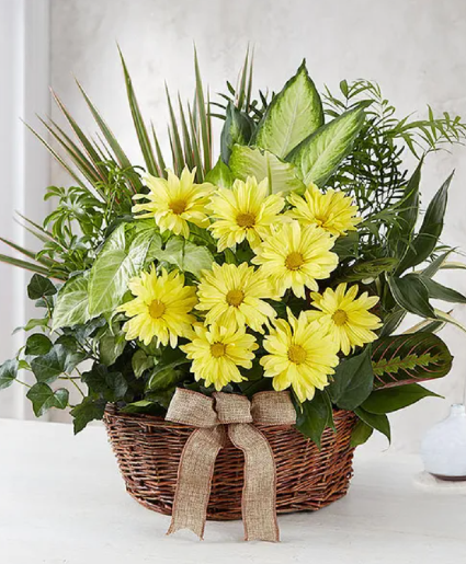 Dish Garden With Fresh Cut Flowers 