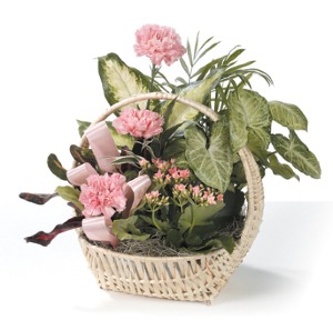 Dish Garden with Fresh Flowers 
