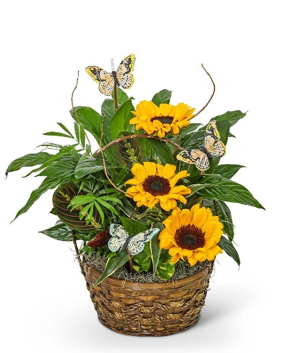 Dish Garden with Sunflowers and Butterflies Flower Arrangement
