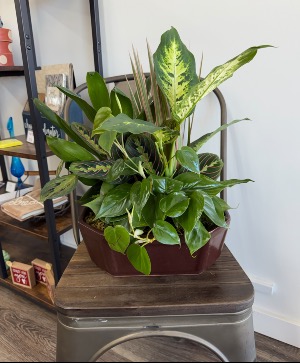 Dish Garden (XL) 
