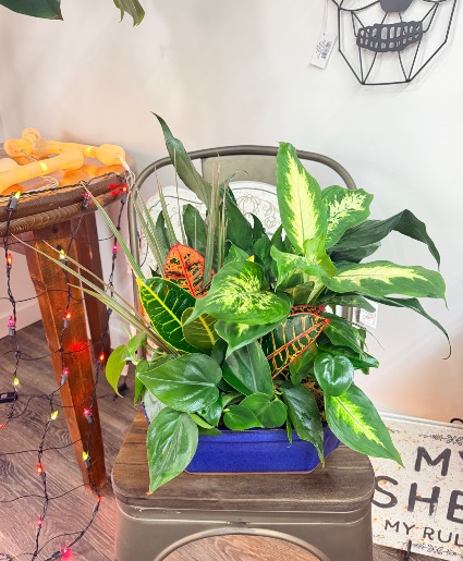 Dish Garden XL 