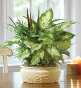   ROMA   FLORIST DISH GARDEN 