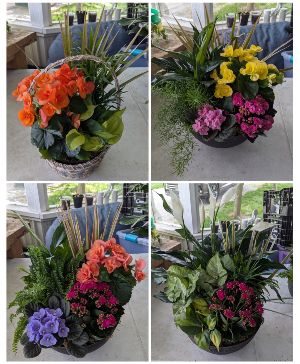 Dish Gardens Assortment Dishgarden