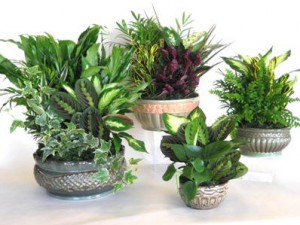 Dish Gardens Caramic Assorted 