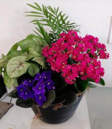 Dishgarden Flowering plant