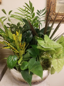 dishgarden foliage plants