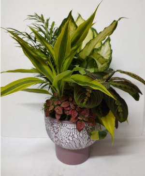 DISHGARDEN IN PURPLE AND WHITE CONTAINER 