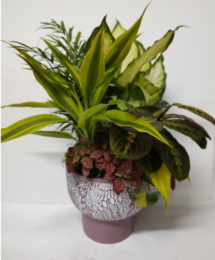 DISHGARDEN IN PURPLE AND WHITE CONTAINER 