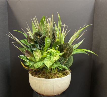 Dishgarden Live Plant