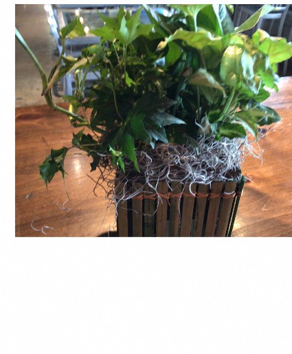 Dishgarden Multiple plants