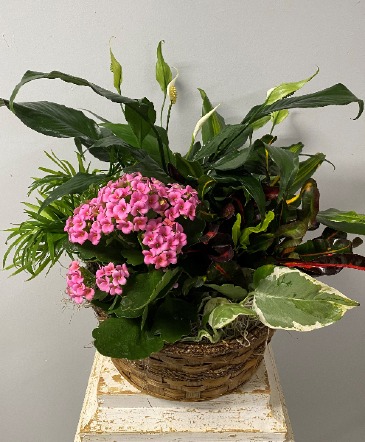 Dishgarden of Green And Blooming Plants Tropical Houseplants in Haslett, MI | VAN ATTA'S FLOWER SHOP INC.