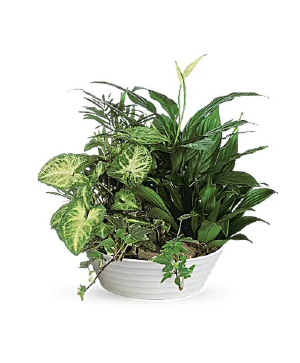 Dishgarden plant