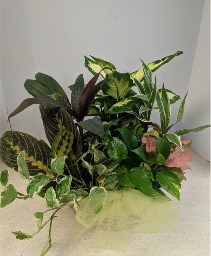 Dishgarden Wicker NFS-DGW90