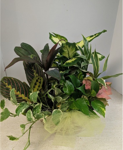 Dishgarden Wicker NFS-DGW90