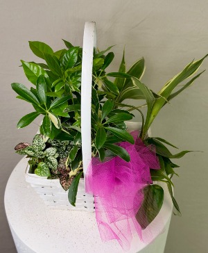 SOLD Dishgarden Wicker 50 NFS-DGW50