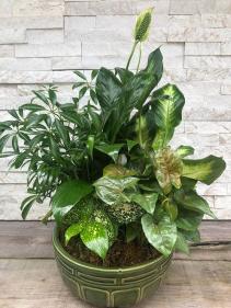 Dishgardens 