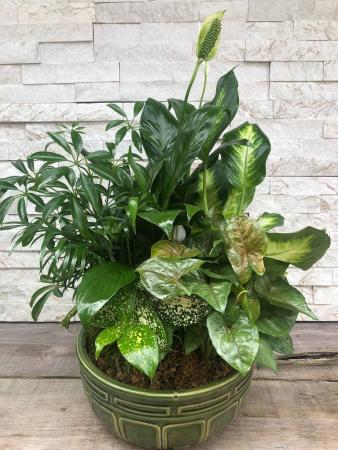 Dishgardens 