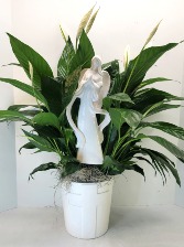 Divine Comfort Peace Lily 