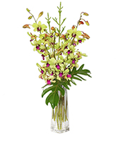 DIVINE DENDROBIUMS Vase of Orchids