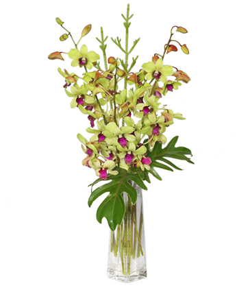 DIVINE DENDROBIUMS Vase of Orchids in Wilmington, DE | EVERLASTING BEAUTY FLORAL DESIGNS