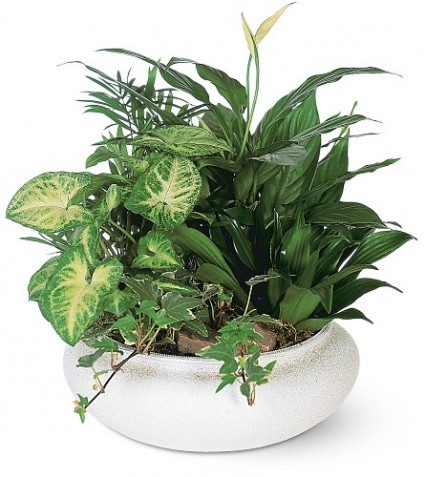 Divine Dish Garden 