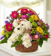 Dog in a Basket 