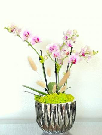 Dorothy Mini Orchid 