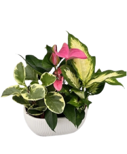Dotted Oval Planter 