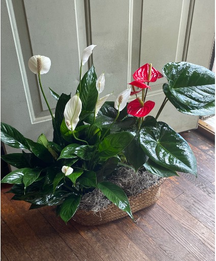 Double Basket of Green & Blooming Plants Green & blooming plants