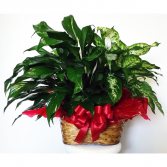 Double Basket Plants