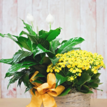 Double Basket with Blooming Plants