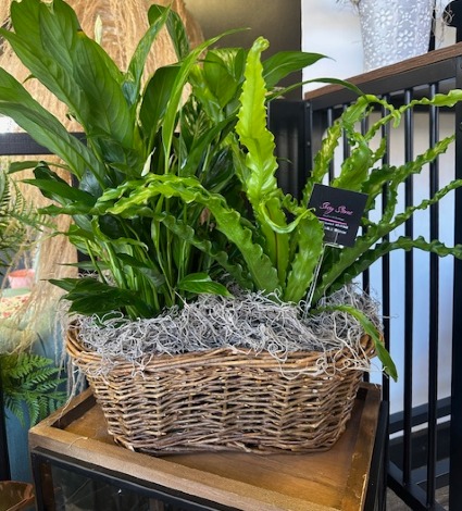 Peaceful Pairing Dishgarden