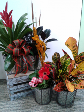 Double Euro Baskets Green & Blooming Plants