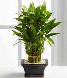 Double Lucky Pyramid Bamboo plant