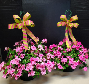Double matching baskets Sun, Part Sun, Shade