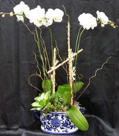 DOUBLE ORCHID 