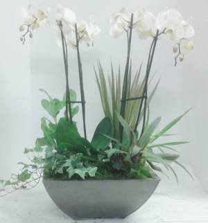 Double Orchid Garden 