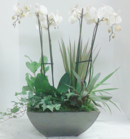 Double Orchid Garden 