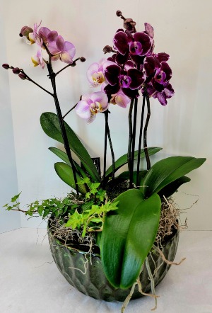 Double Orchid Garden 
