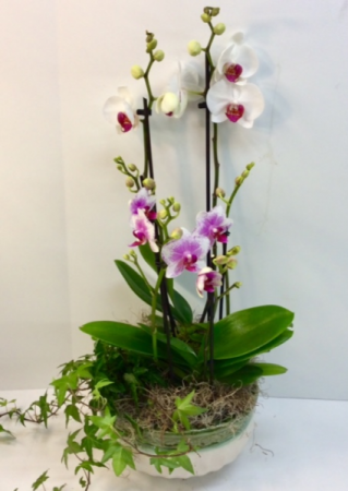 Double Orchid Garden 