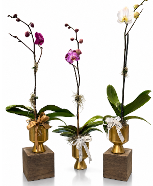 Double Orchid Plant House Plant