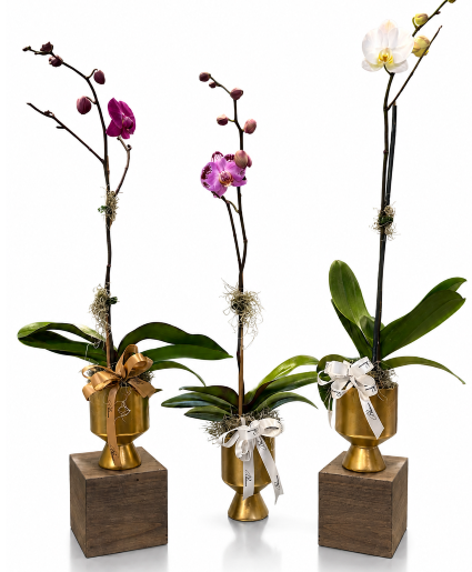 Double Orchid Plant House Plant