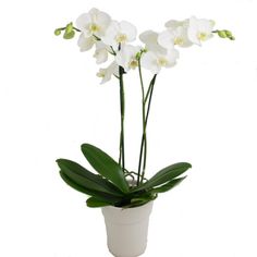 WHITE ORCHID PLANT POTTED & DRESSED in Fernandina Beach, FL | Dottie B Florist