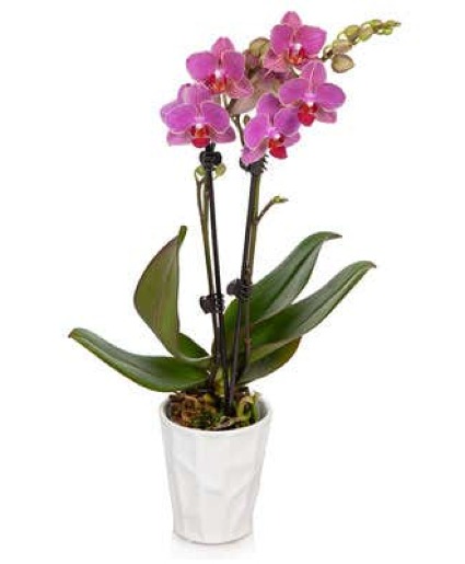 DOUBLE ORCHID PLANTER Plant