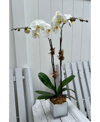 Double Phalaenopsis Orchid  Flowering Plant