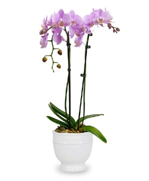 Double Phalaenopsis Orchid Plant 
