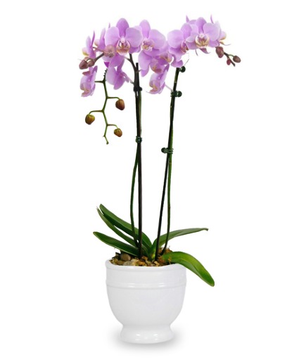 Double Phalaenopsis Orchid Plant 