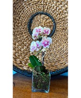 Double Pink Mini Orchid Plant Flowering Plant