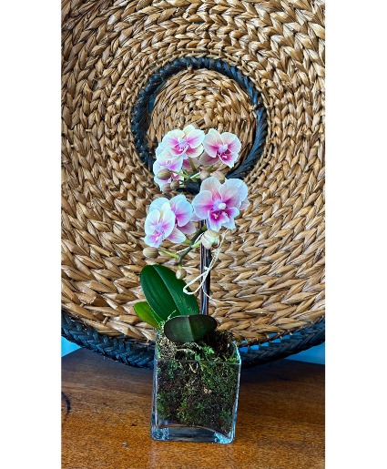 Double Pink Mini Orchid Plant Flowering Plant